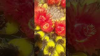 Fishhook Barrel Cactus Flowers and Fruit cactus shorts tucson dailyshorts arizona usa fruit [upl. by Halsted]