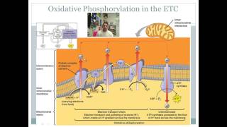 Oxidative Phosphorylation and the Electron Transport Chain [upl. by Merrow]