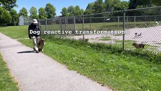 Reactive dog training transformation  Perfect Companion K9 [upl. by Pomeroy]