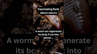 This Worm Regenerates Even When Cut Apart X Nature fact nature worm [upl. by Robina]