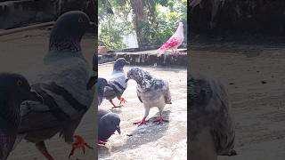 bajimat kabutar ki status 🕊️😍 pigeon shorts kabutar trending short new 1million 💘🥰 [upl. by Yecaj]