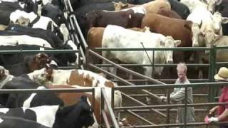 OLEX Sick Laming Cull Cows Loaded [upl. by Neelahs]