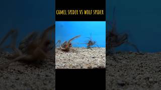 CAMEL SPIDER VS WOLF SPIDER wolfspider camelspider [upl. by Vail]