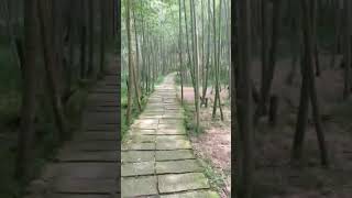 奔跑在竹林小道中，最後在盡頭等著我的是 Whats waiting for me at the end of this bamboo path shorts bamboo [upl. by Ysteb399]