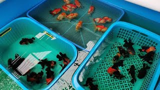 Cara TernakBudidaya Ikan Maskoki Bagi Pemula Dengan Benar Di Kolam Atau Di Aquarium [upl. by Ideih]