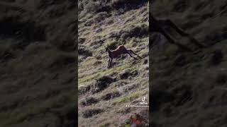 🇪🇸Cria de rebeco cantábrico 🇺🇸Cantabrian chamois calf animals nature wildlife hiking spain [upl. by Munafo]