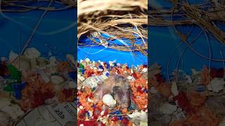 Zebra Finches Breeding Progress  Pineapple Conure shorts zebrafinch pineappleconure [upl. by Nirual]