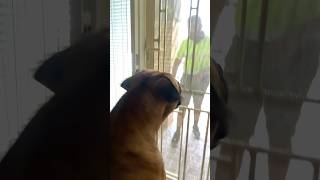 Boerboel Greeting a Delivery Driver shortsfeed trendingshorts boerboel [upl. by Erodoeht]