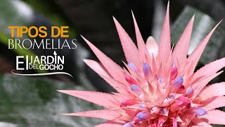 BROMELIAS tipos y cuidados familia Bromeliceae 2020 [upl. by Klarika]