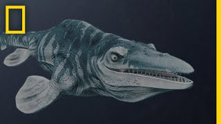 Mosasaurs 101  National Geographic [upl. by Ariadne835]