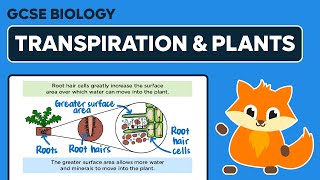 How Transpiration Helps Plants  GCSE Biology [upl. by Stafford]