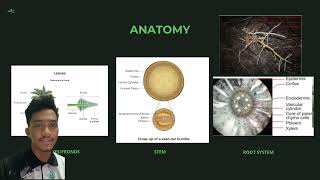 AGR499 Morphology Anatomy Photosynthesis and Phenology of Oil Palm [upl. by Atinra]