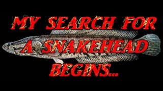 SEARCH FOR THE ELUSIVE SNAKEHEAD [upl. by Uohk]