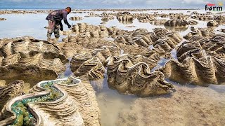 Harvest Giant Clam  Tridacna gigas  Fishermen Harvest Millions of Giant Clams This Way [upl. by Haney]