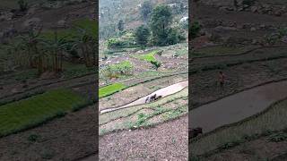 सेरा हिट गैल्याणी Sera hit gailyani🥰 song pahadi devbhoomi uttarakhand garhwali garhwalisong [upl. by Atikihs]