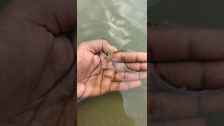 I helped 1 fish go home 🏠 Amazing shrimp fish release 🎏animals fish shorts [upl. by Haywood]