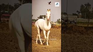 Punjabnasalhorses99 majuke marwari nukra horseriding horse punjabnasalhorses [upl. by Nylrac687]