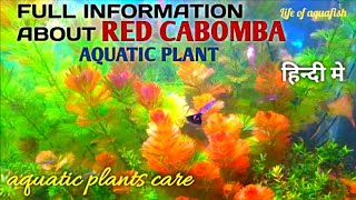 Full Information About Red Cabomba  aquatic plant care [upl. by Mendel]