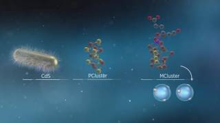 Animation of Biological and Photobiohybrid Processes for Reduction of N2 to Ammonia by Nitrogenase [upl. by Vivienne694]