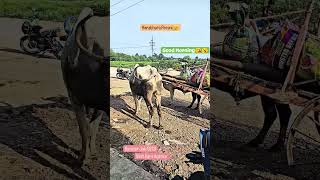 किसान❣️👨‍🌾farmingvillage shortsHarbharachanajakiचना farmerkisanperniपेरनीanimals viral [upl. by Dirtsa363]