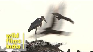 Greater Adjutant storks at Baragaon landfill site  Assam [upl. by Alleras]