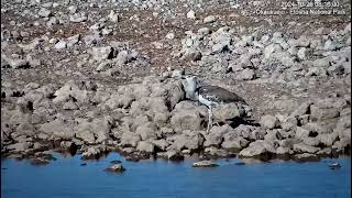 Kori Bustard Ardeotis kori  at Okaukuejo Resort Waterhole [upl. by Lirrehs77]