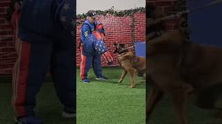 Dog goes after trainer for touching owner [upl. by Maggi963]