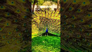 peacock dance 🦚 relaxingmusic flute nature viral peacocks shorst [upl. by Ynwat]