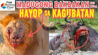 MALAGIM na sinapit ng mga Hayop sa BATAS NG KALIKASAN  10 Stories of Poor Animals [upl. by Siaht]