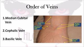 Phlebotomy The Order of Veins [upl. by Rramal602]