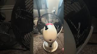 Better Homes and Gardens 8” Metal Table Fan [upl. by Iverson]