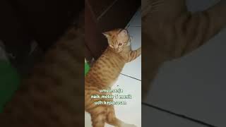 si paling manja [upl. by Jenne598]