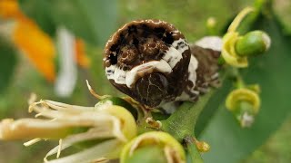 The Amazing Giant Swallowtail Caterpillar [upl. by Claude837]