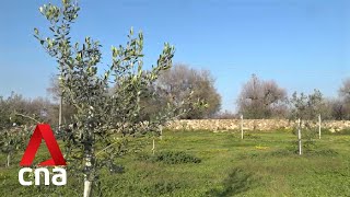 Italy’s olive oil industry find ways to save olive trees lost to deadly bacteria [upl. by Hesper813]