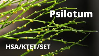 Psilotum  Pteridophyte [upl. by Mack]