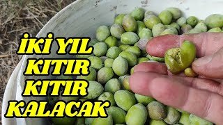 En Dayanıklı Yeşil Zeytin Kurma Tarifi [upl. by Ateval]