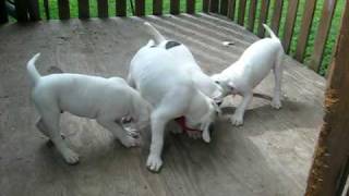 American Bulldog Puppies at 9 weeks [upl. by Erbua742]