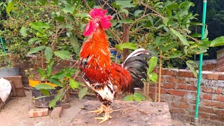 Best rooster crowing competition [upl. by Nicoline]