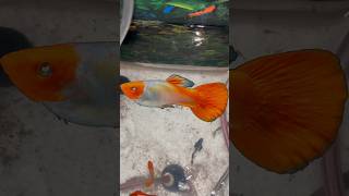 Exotic guppy giving birth aquarium guppy guppybreeding guppyfish guppyfry applesnail petfish [upl. by Etterrag]