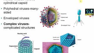 2117 Chapter 13  Viruses Viroids and Prions [upl. by Stanly487]