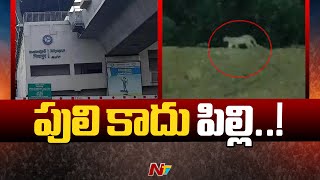 Miyapur Chirutha Puli  Leopard at Miyapur Metro Station  Latest Updates  Ntv [upl. by Redleh]