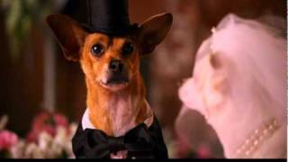 Extrait n°2  Le Chihuahua de Beverly Hills 2  le 7 février 2011 en Bluray DVD et VOD I Disney [upl. by Remot]