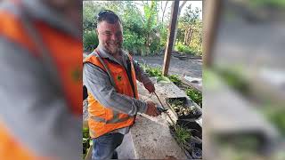 Aucklands famous Harvey Tree to be replanted [upl. by Niwrek]