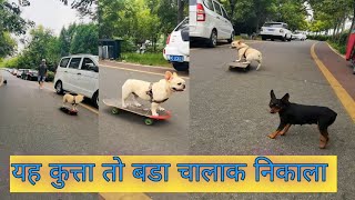 dog skateboarding down stairs यह कूता तो बड़ा चलाक निकला  dog skatingdog skating on skateboard [upl. by Agna]