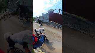 injured lamb rescue on the mountain shortsvideo [upl. by Rozek201]