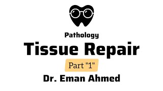 Pathology  Tissue repair  Dr Eman Ahmed Abd Elmaogod  BSNU [upl. by Ehman]