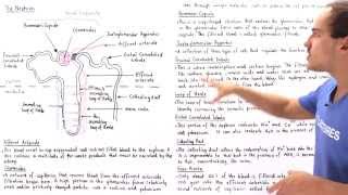 Structure of the Nephron [upl. by Janene220]