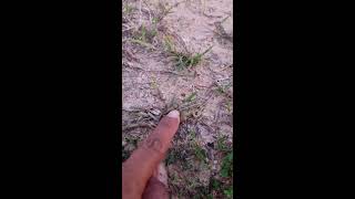 🤏🐸Boing Boing web catching frogs🤏🐸flying amp Jumping Part 4 frog foryou funny catching fun [upl. by Kinna]