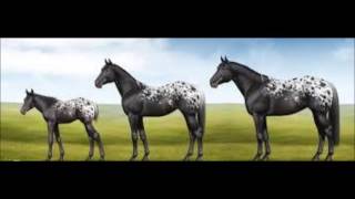 APPALOOSA THE HORSE THE FRIEND [upl. by Nasas]