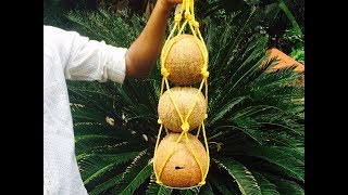 stingless honey bee colony in coconut shells 🐝 [upl. by Kyne]